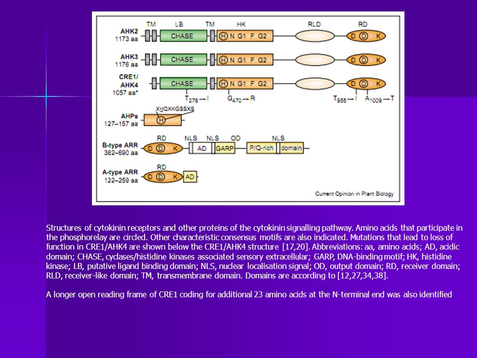 Structures of cytokinin receptors and other proteins of the cytokinin signalling pathway. Amino acids that participate in the phosphorelay are circled. Other characteristic consensus motifs are also indicated. Mutations that lead to loss of function in CRE1/AHK4 are shown below the CRE1/AHK4 structure [17,20]. Abbreviations: aa, amino acids; AD, acidic domain; CHASE, cyclases/histidine kinases associated sensory extracellular; GARP, DNA-binding motif; HK, histidine kinase; LB, putative ligand binding domain; NLS, nuclear localisation signal; OD, output domain; RD, receiver domain; RLD, receiver-like domain; TM, transmembrane domain. Domains are according to [12,27,34,38].