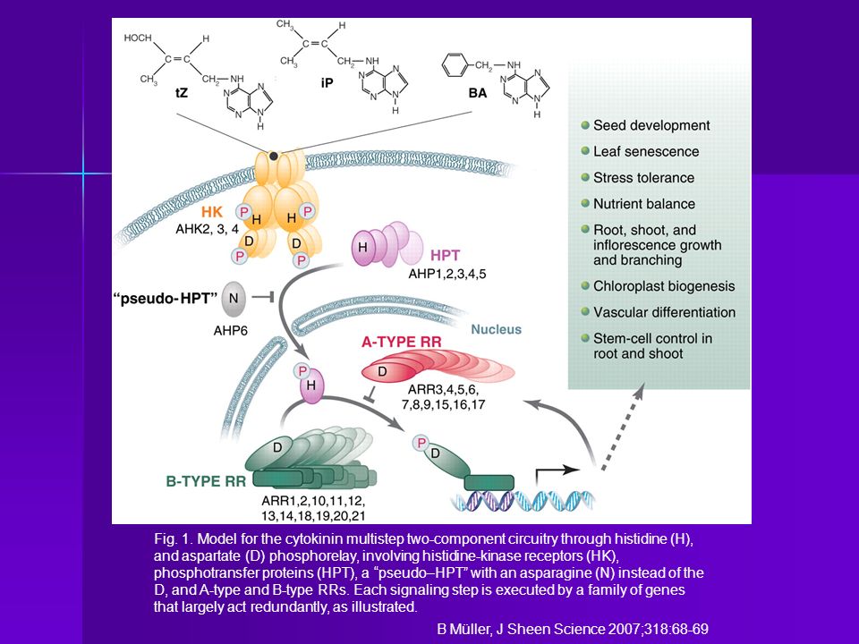 Fig. 1. Model for the cytokinin multistep two-component circuitry through histidine (H), and aspartate (D) phosphorelay, involving histidine-kinase receptors (HK), phosphotransfer proteins (HPT), a pseudo–HPT with an asparagine (N) instead of the D, and A-type and B-type RRs. Each signaling step is executed by a family of genes that largely act redundantly, as illustrated.