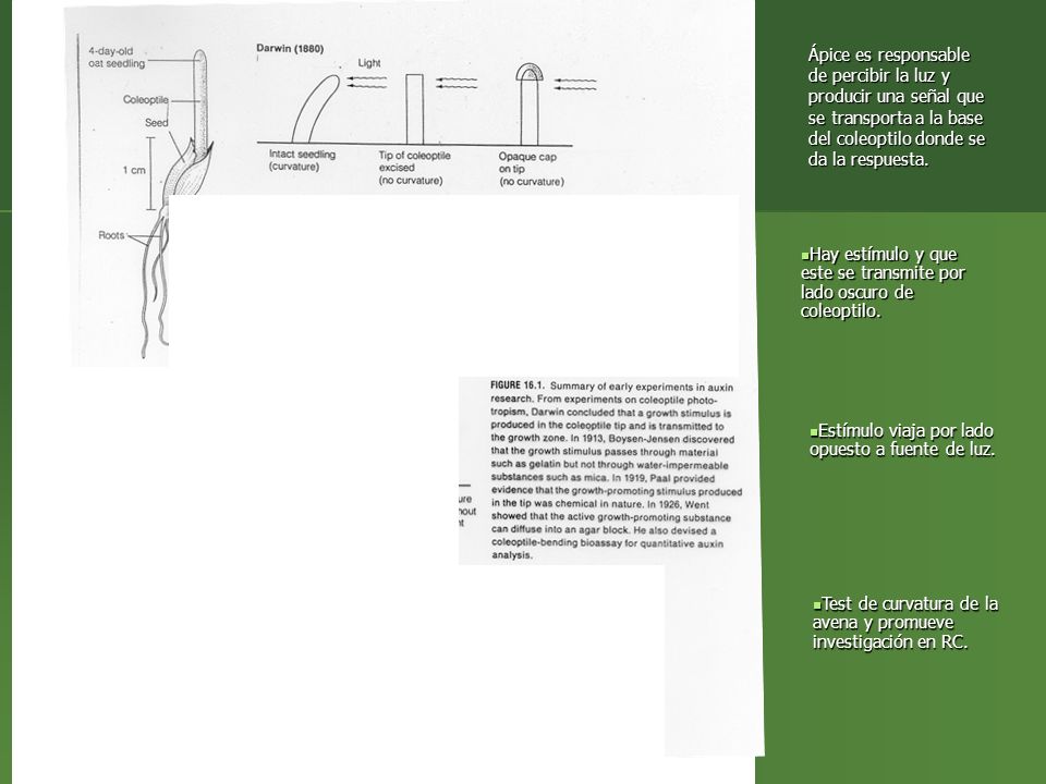 Ápice es responsable de percibir la luz y producir una señal que se transporta a la base del coleoptilo donde se da la respuesta.