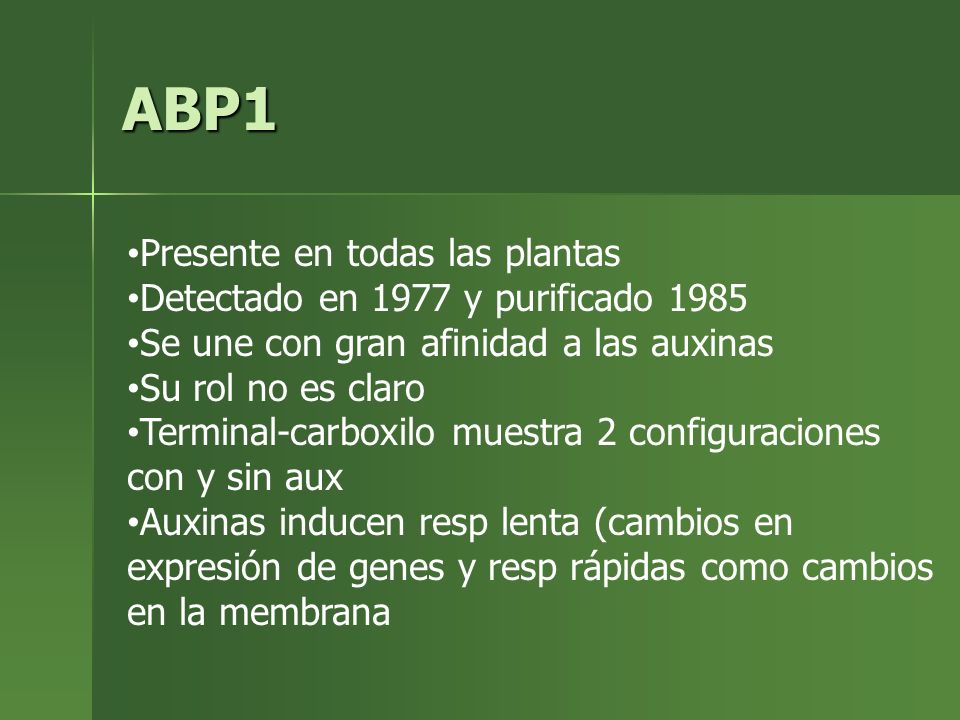 ABP1 Presente en todas las plantas Detectado en 1977 y purificado 1985