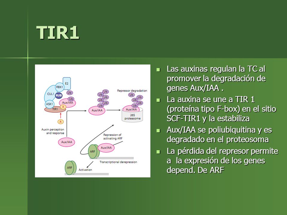 TIR1 Las auxinas regulan la TC al promover la degradación de genes Aux/IAA .