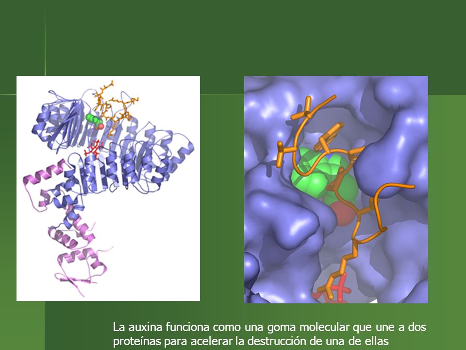 La auxina funciona como una goma molecular que une a dos proteínas para acelerar la destrucción de una de ellas