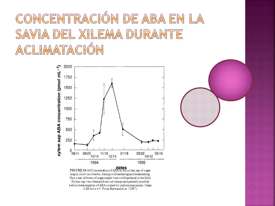 Concentración de ABA en la savia del xilema durante aclimatación