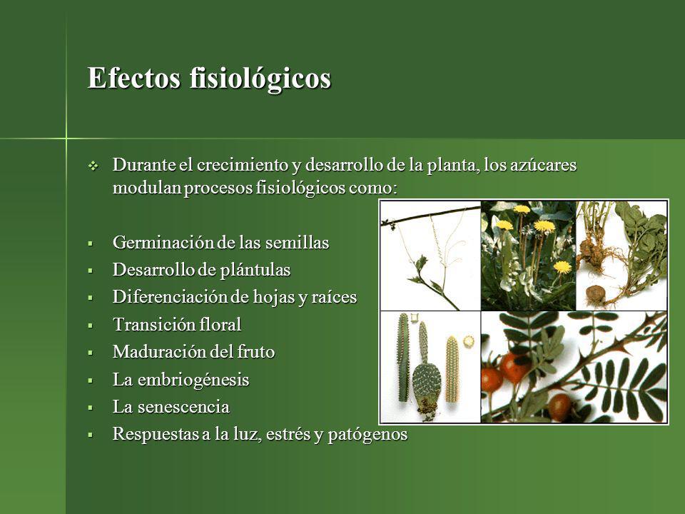 Efectos fisiológicos Durante el crecimiento y desarrollo de la planta, los azúcares modulan procesos fisiológicos como: