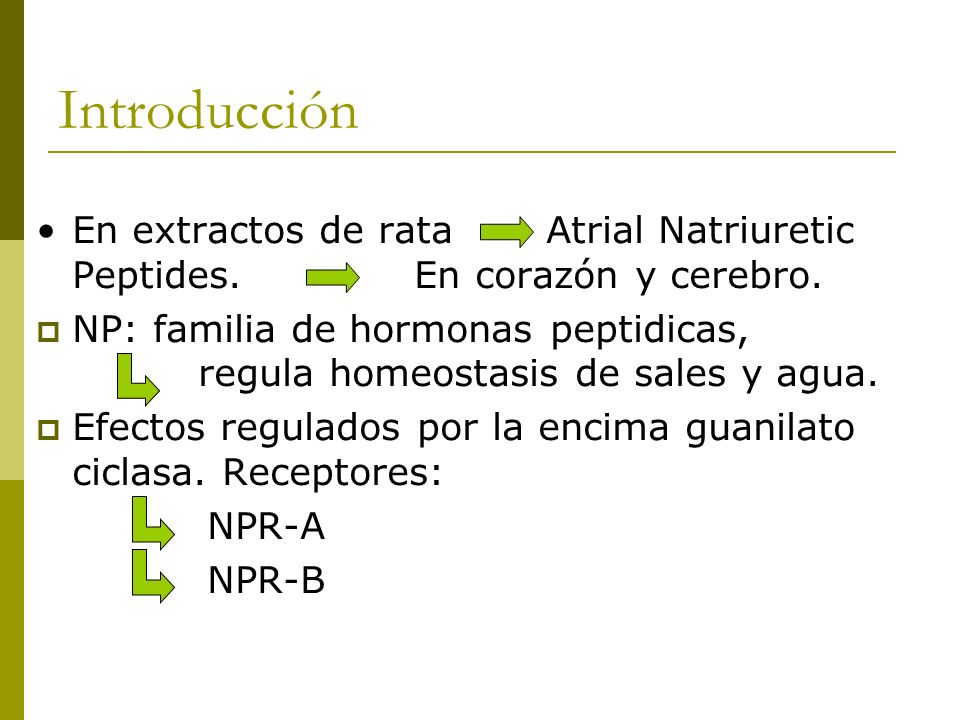 Introducción En extractos de rata Atrial Natriuretic Peptides. En corazón y cerebro.