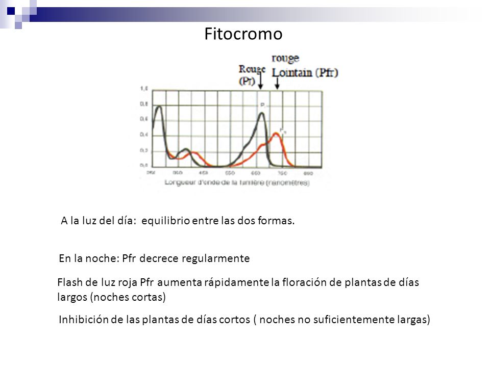 Fitocromo A la luz del día: equilibrio entre las dos formas.