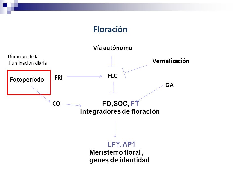 Floración Vía autónoma Vernalización FLC FRI Fotoperíodo GA CO