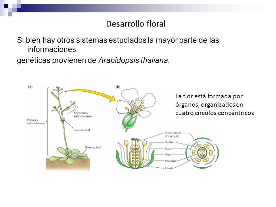 Desarrollo floral Si bien hay otros sistemas estudiados la mayor parte de las informaciones genéticas provienen de Arabidopsis thaliana.