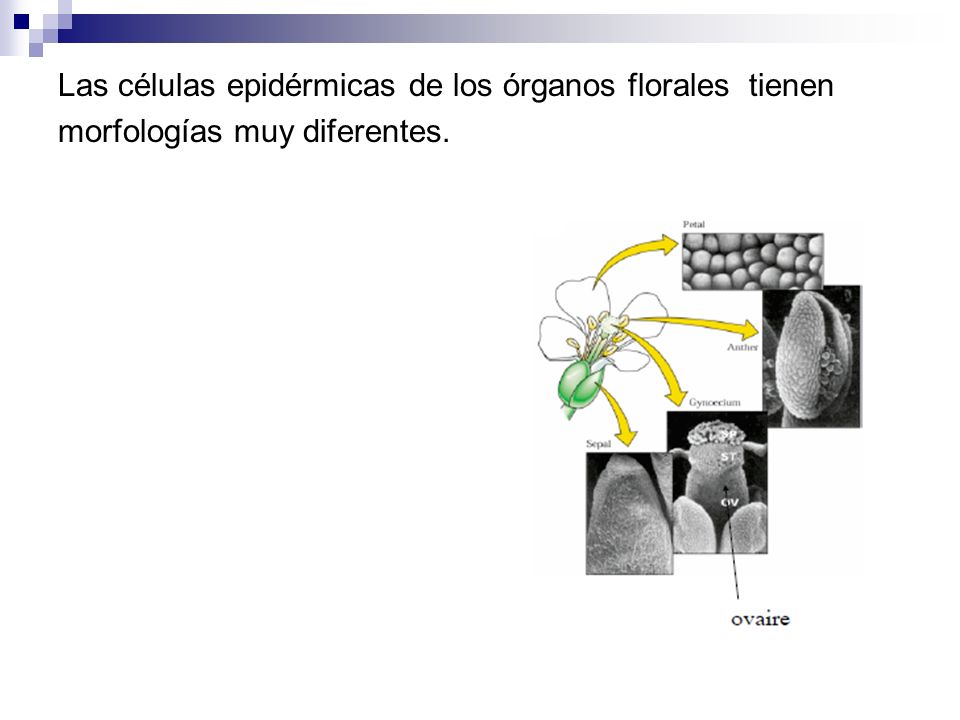 Las células epidérmicas de los órganos florales tienen morfologías muy diferentes.