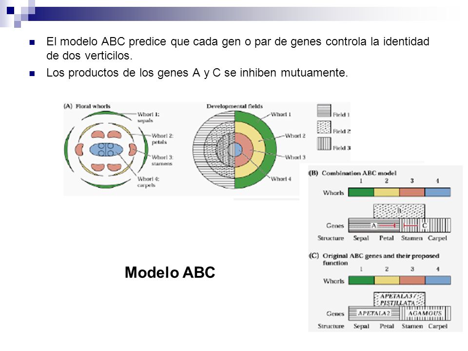 El modelo ABC predice que cada gen o par de genes controla la identidad de dos verticilos.