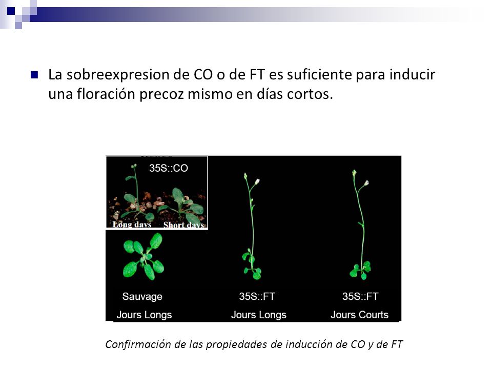 La sobreexpresion de CO o de FT es suficiente para inducir una floración precoz mismo en días cortos.