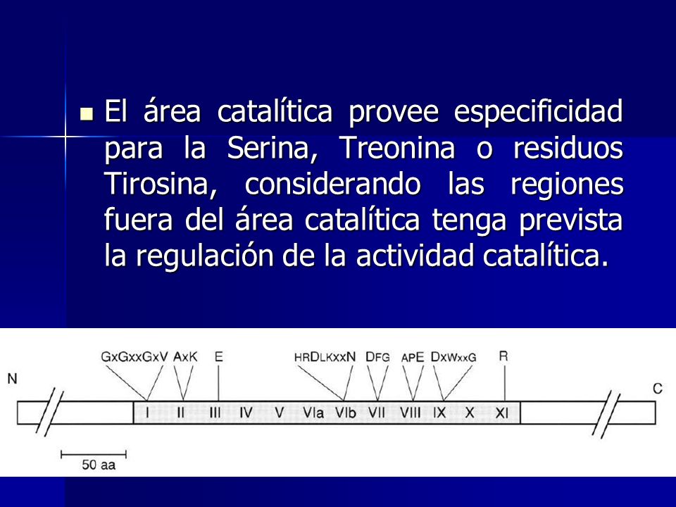 El área catalítica provee especificidad para la Serina, Treonina o residuos Tirosina, considerando las regiones fuera del área catalítica tenga prevista la regulación de la actividad catalítica.