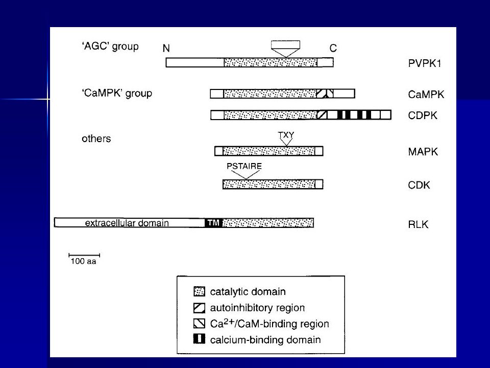 Grupo AGC de proteinas quinasas