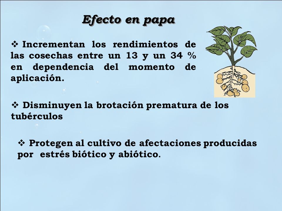 Efecto en papa Incrementan los rendimientos de las cosechas entre un 13 y un 34 % en dependencia del momento de aplicación.