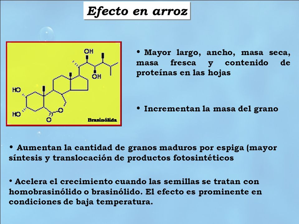 Efecto en arroz Mayor largo, ancho, masa seca, masa fresca y contenido de proteínas en las hojas. Incrementan la masa del grano.