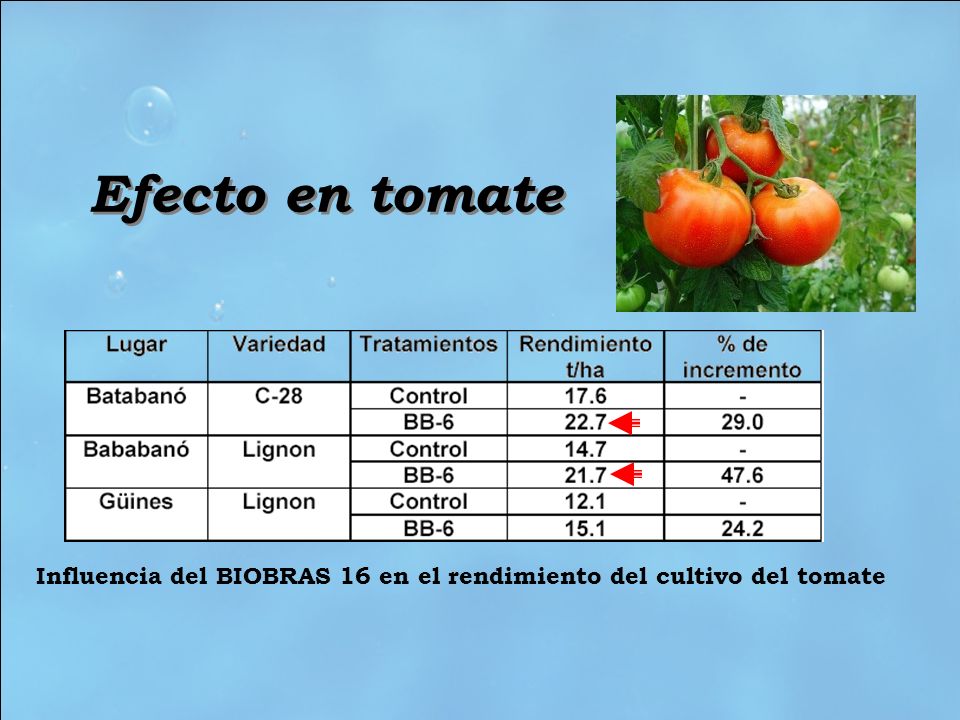 Efecto en tomate Influencia del BIOBRAS 16 en el rendimiento del cultivo del tomate