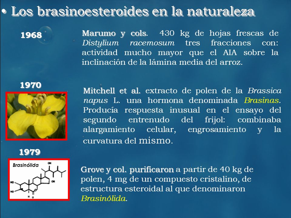 Los brasinoesteroides en la naturaleza