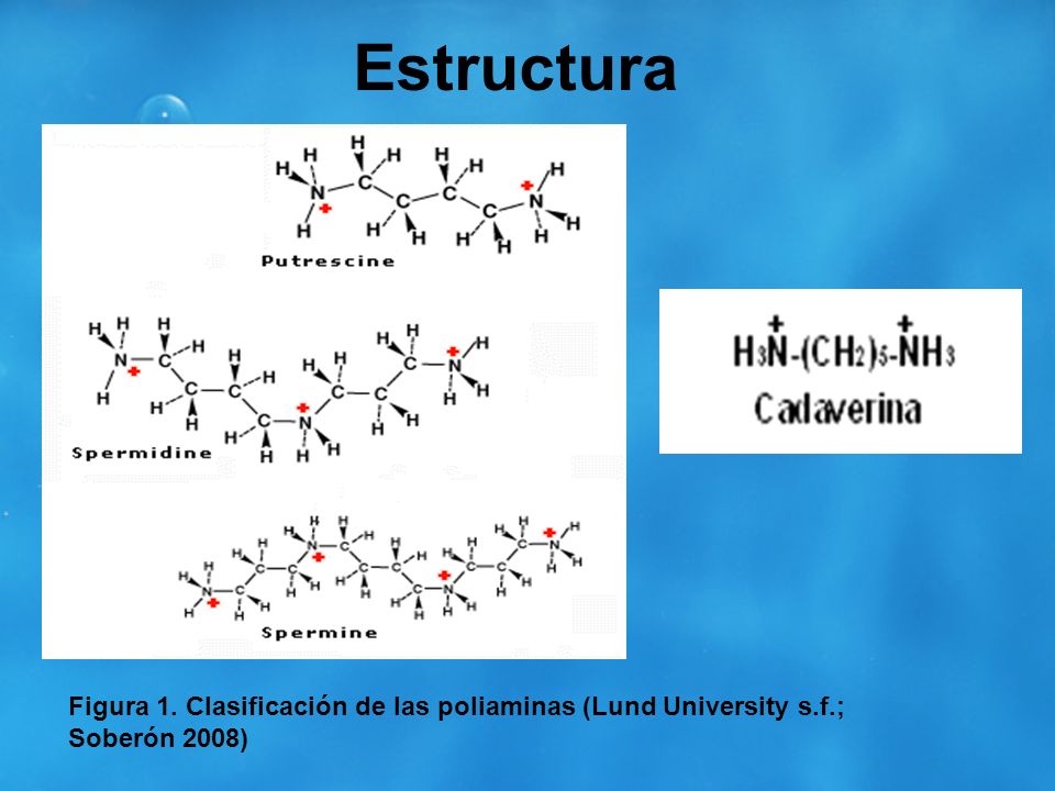 Estructura Figura 1. Clasificación de las poliaminas (Lund University s.f.; Soberón 2008)