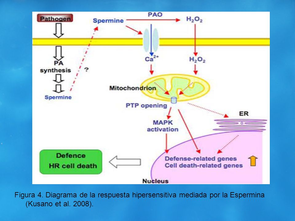 Figura 4. Diagrama de la respuesta hipersensitiva mediada por la Espermina (Kusano et al. 2008).