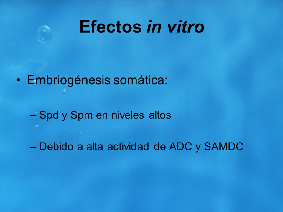 Efectos in vitro Embriogénesis somática: Spd y Spm en niveles altos
