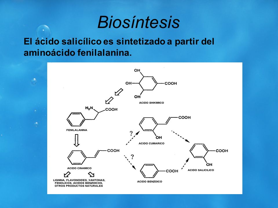 Biosíntesis El ácido salicílico es sintetizado a partir del aminoácido fenilalanina.
