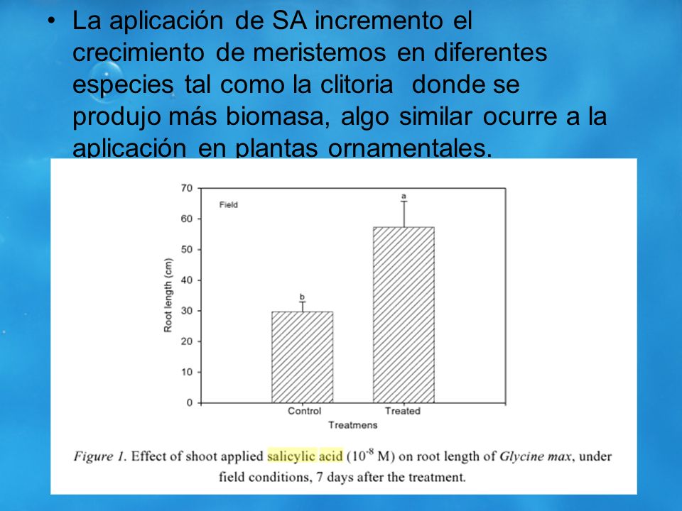 La aplicación de SA incremento el crecimiento de meristemos en diferentes especies tal como la clitoria donde se produjo más biomasa, algo similar ocurre a la aplicación en plantas ornamentales.