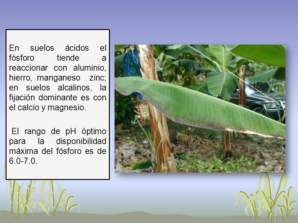 En suelos ácidos el fósforo tiende a reaccionar con aluminio, hierro, manganeso zinc; en suelos alcalinos, la fijación dominante es con el calcio y magnesio.