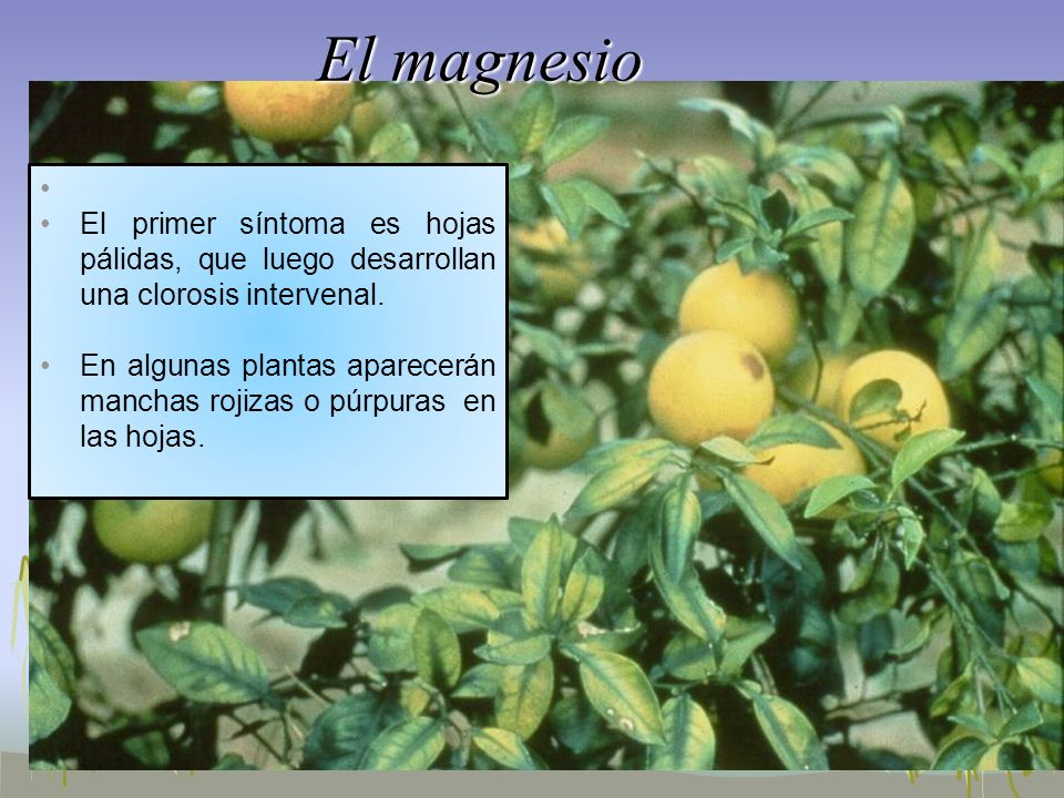 El magnesio El primer síntoma es hojas pálidas, que luego desarrollan una clorosis intervenal.