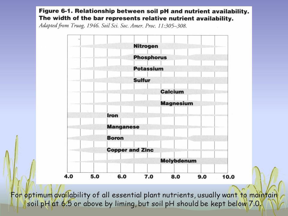 For optimum availability of all essential plant nutrients, usually want to maintain soil pH at 6.5 or above by liming, but soil pH should be kept below 7.0.