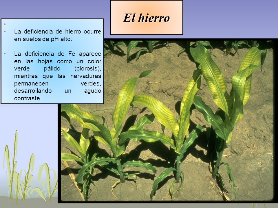El hierro La deficiencia de hierro ocurre en suelos de pH alto.