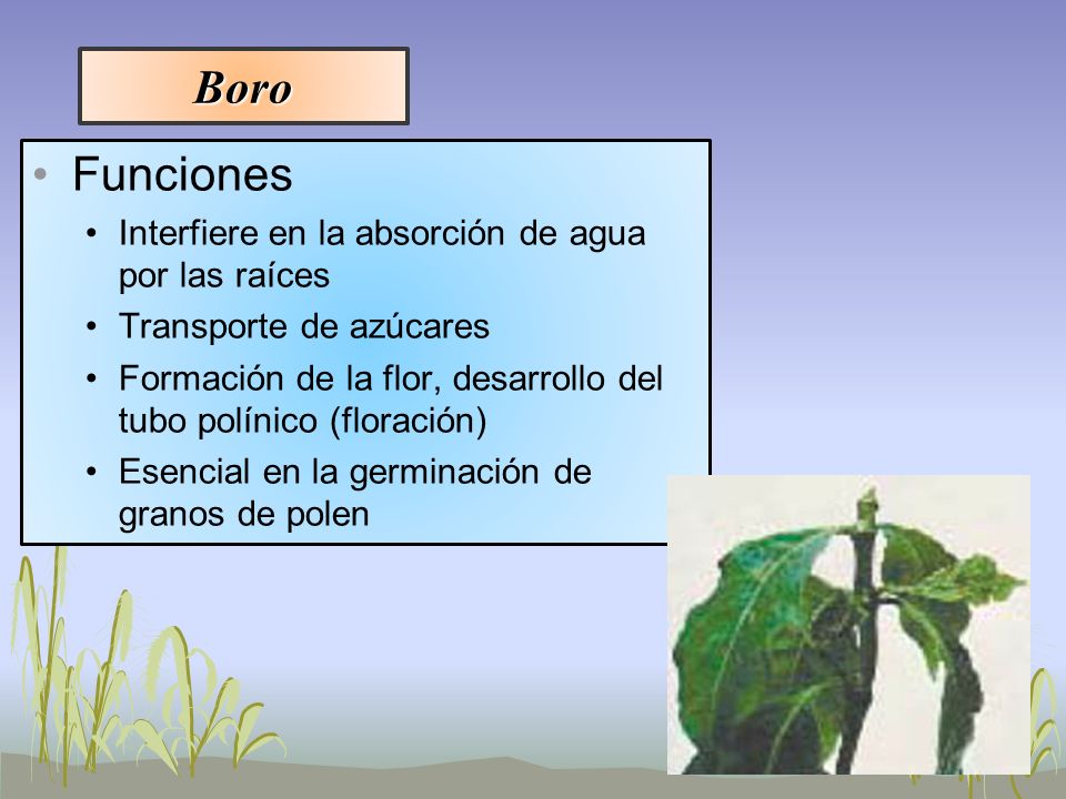 Boro Funciones Interfiere en la absorción de agua por las raíces
