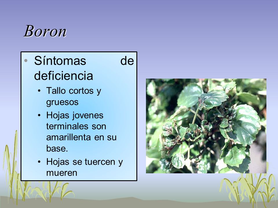 Boron Síntomas de deficiencia Tallo cortos y gruesos