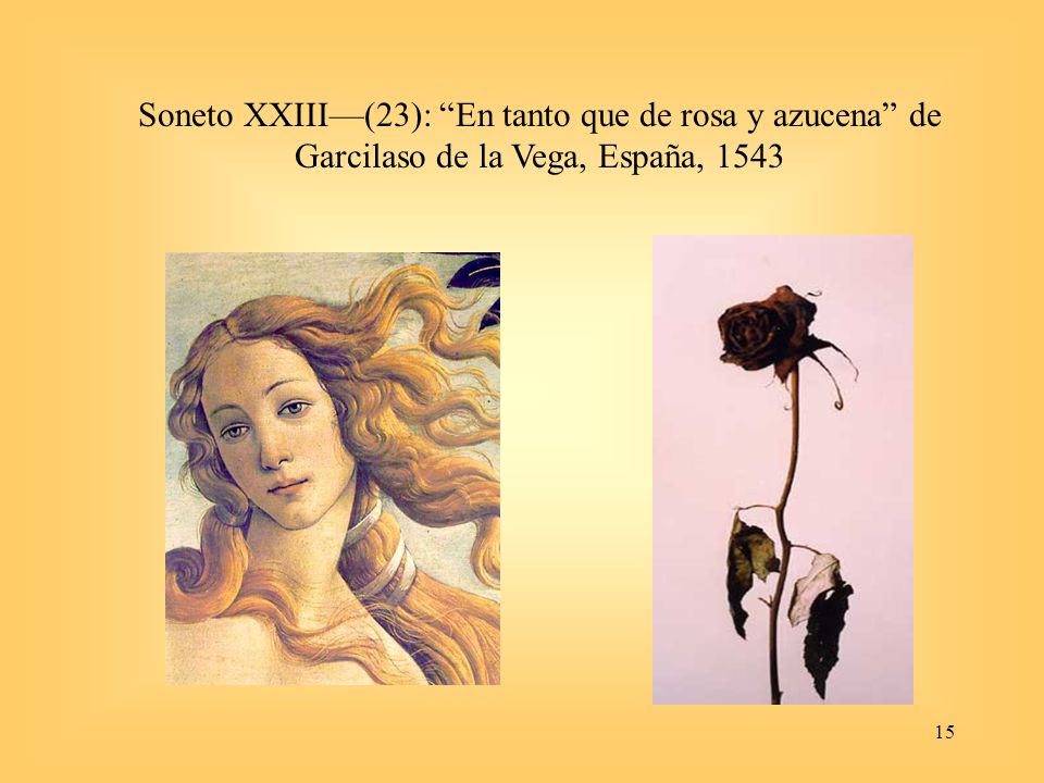 Soneto XXIII—(23): En tanto que de rosa y azucena de Garcilaso de la Vega, España, 1543