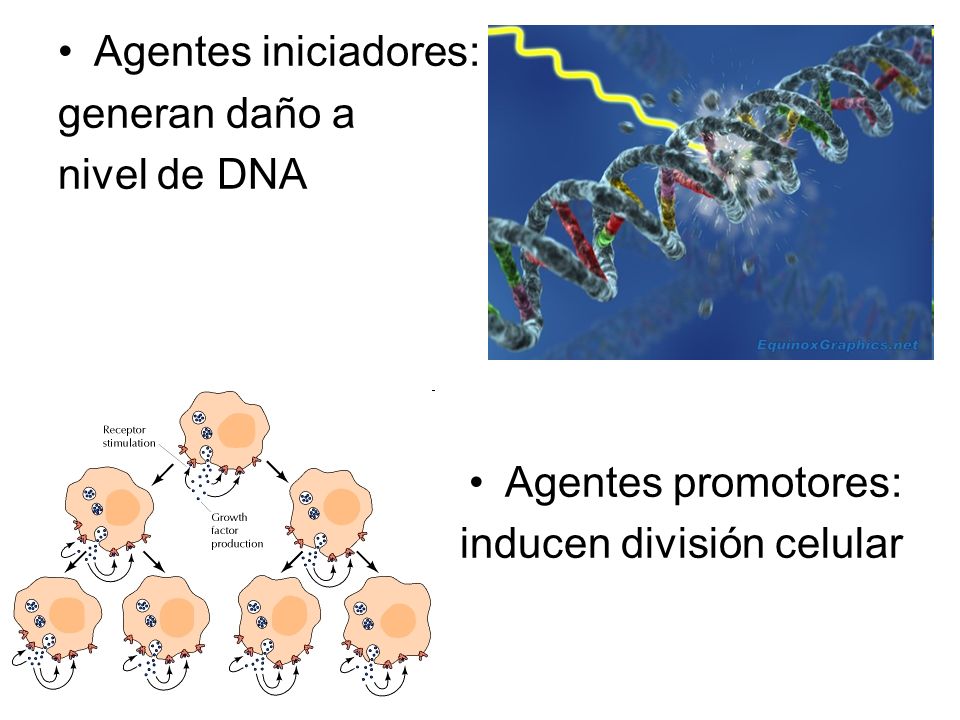 Agentes iniciadores: generan daño a nivel de DNA Agentes promotores: inducen división celular