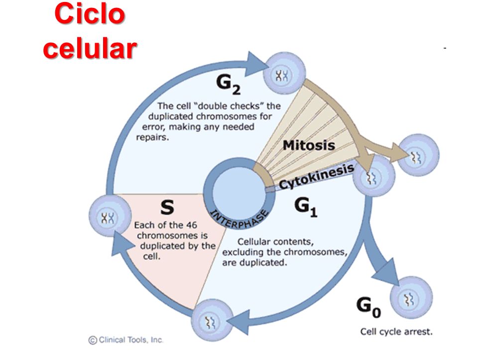 Ciclo celular