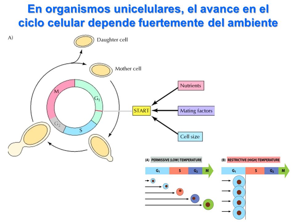 En organismos unicelulares, el avance en el ciclo celular depende fuertemente del ambiente
