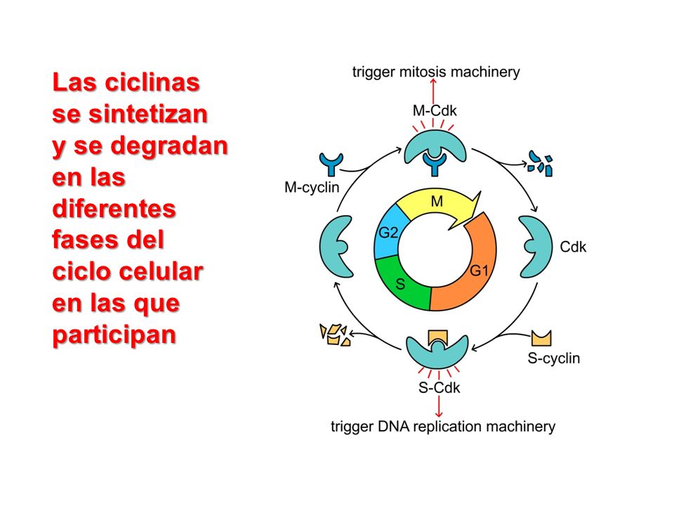 Las ciclinas se sintetizan y se degradan en las diferentes fases del ciclo celular en las que participan