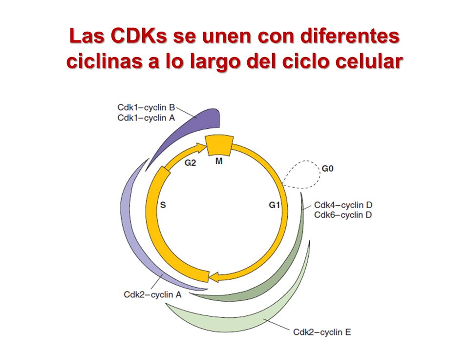 Las CDKs se unen con diferentes ciclinas a lo largo del ciclo celular