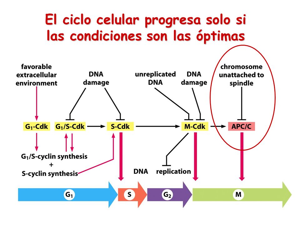 El ciclo celular progresa solo si las condiciones son las óptimas