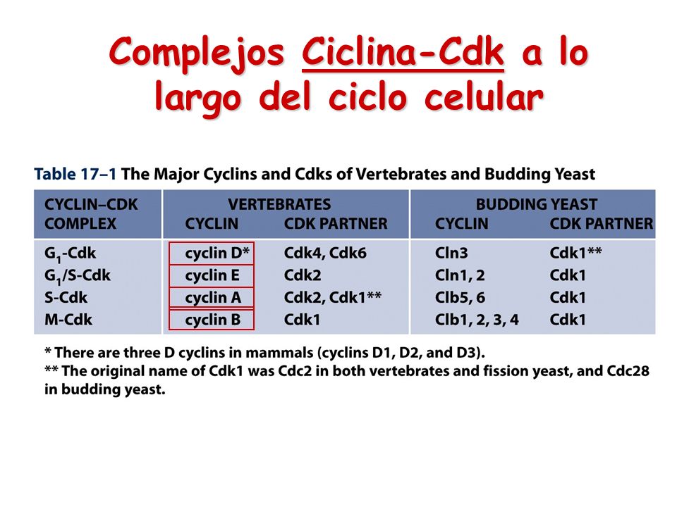 Complejos Ciclina-Cdk a lo largo del ciclo celular
