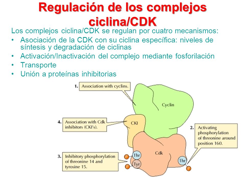 Regulación de los complejos ciclina/CDK