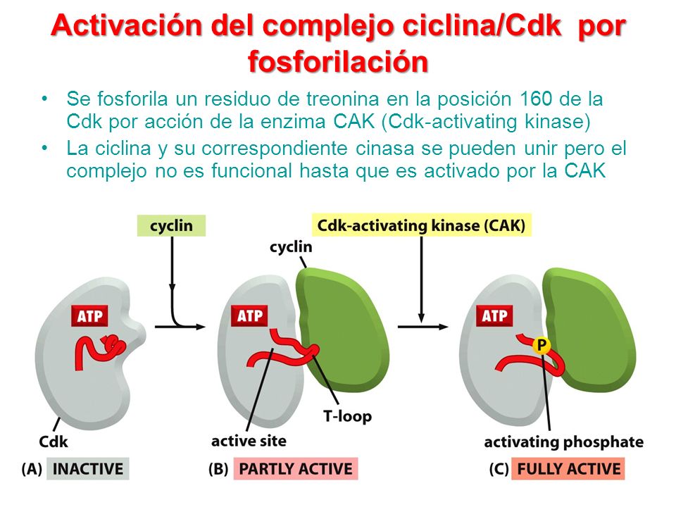 Activación del complejo ciclina/Cdk por fosforilación