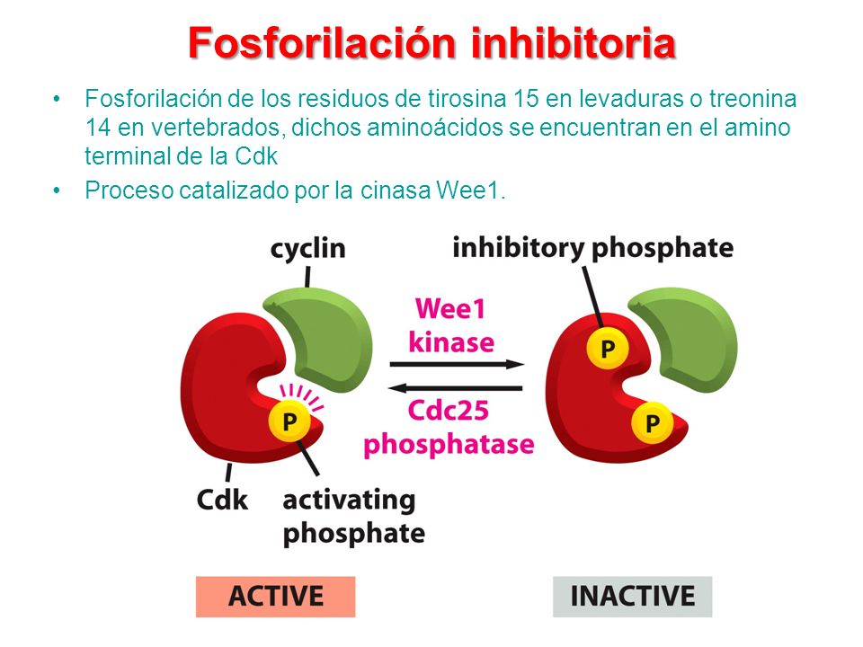 Fosforilación inhibitoria