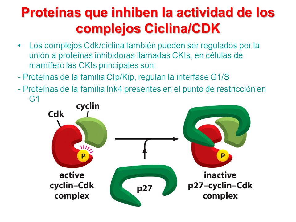 Proteínas que inhiben la actividad de los complejos Ciclina/CDK