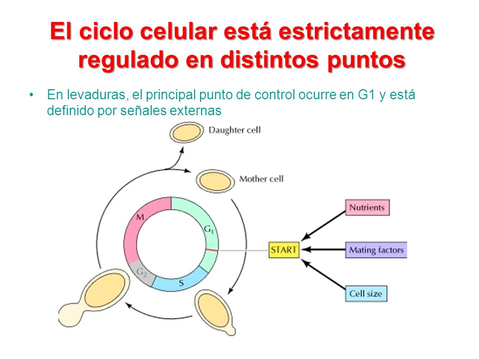 El ciclo celular está estrictamente regulado en distintos puntos