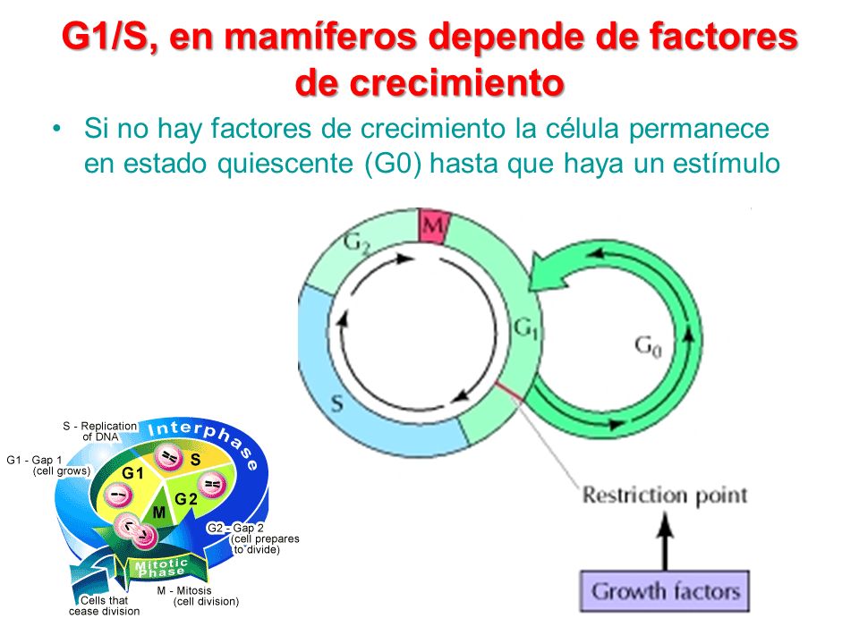 G1/S, en mamíferos depende de factores de crecimiento
