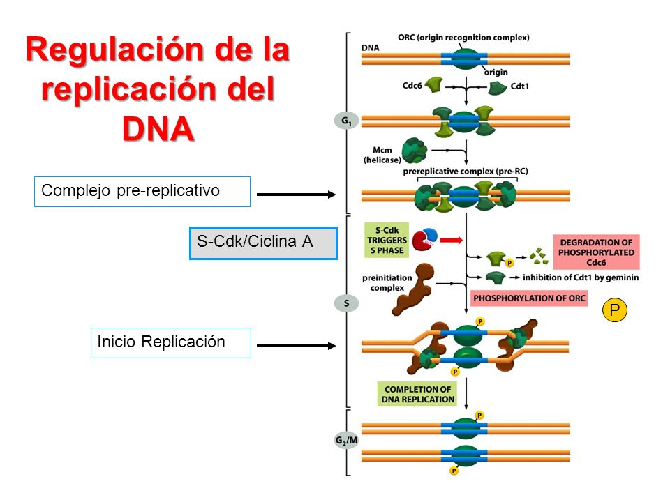Regulación de la replicación del DNA