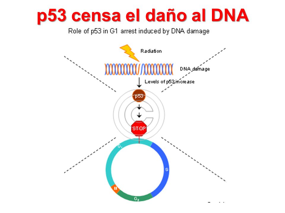 p53 censa el daño al DNA