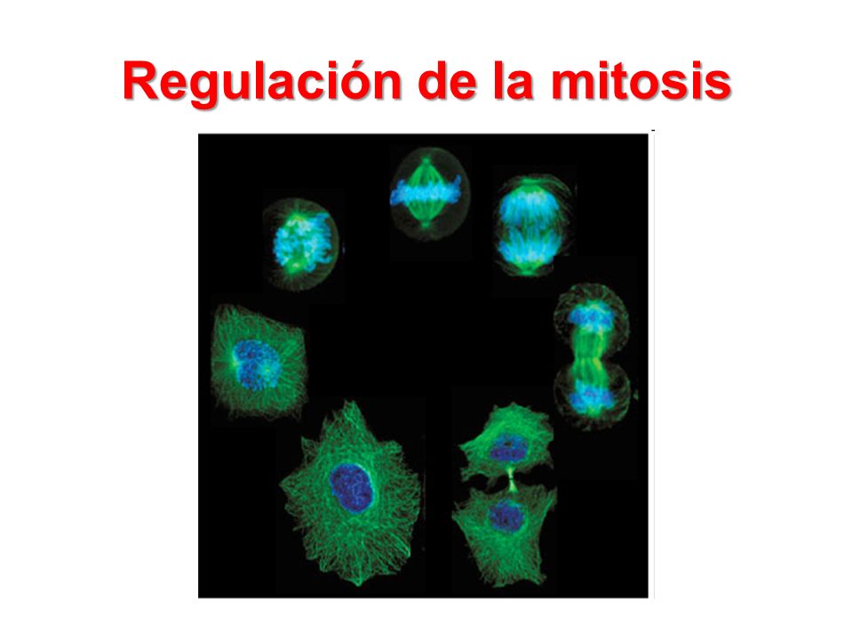 Regulación de la mitosis