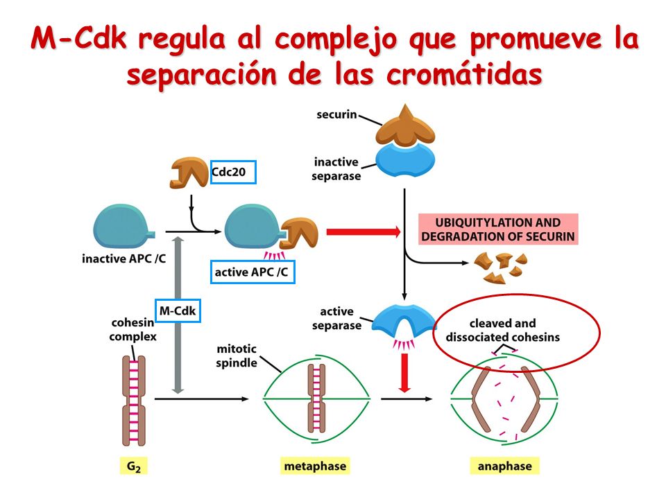 M-Cdk regula al complejo que promueve la separación de las cromátidas